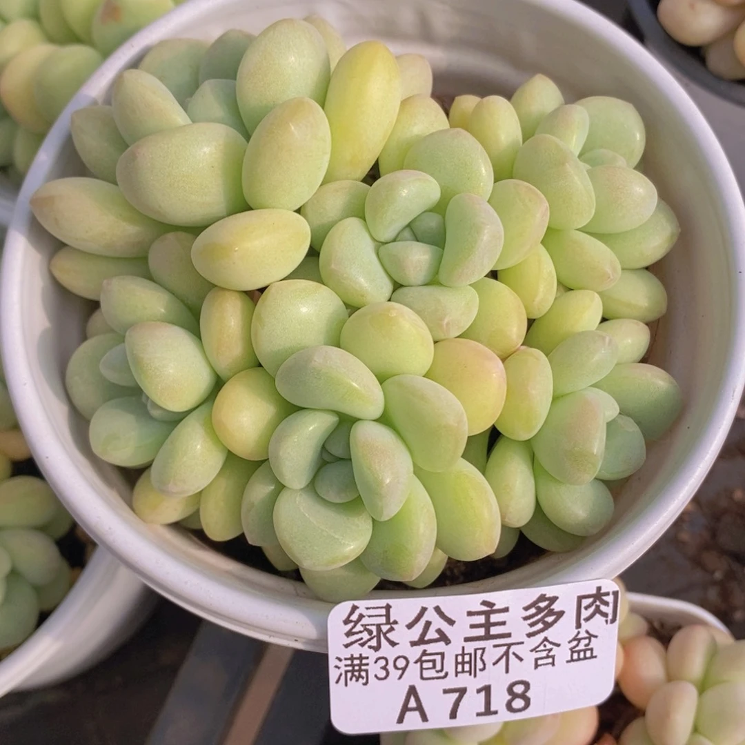 泡泡糖10cm718多肉植物