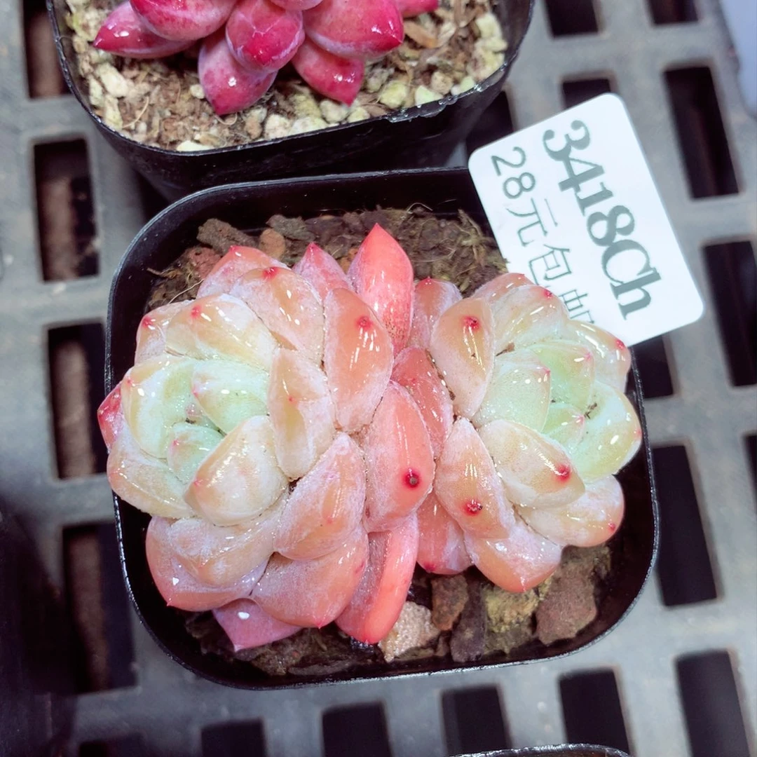 5厘米盆精控多肉3418