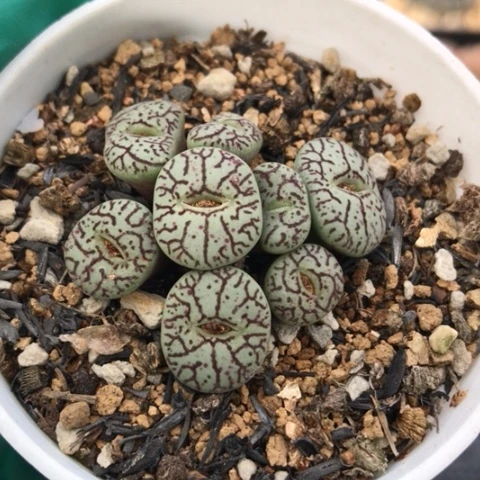 多肉肉锥 8头枝纹墨小锥