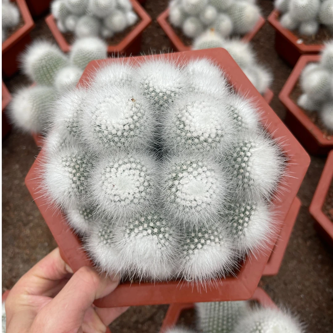 白小丁群生仙人球开花多肉植物盆栽盆景好养绿植园艺脱盆脱土发货