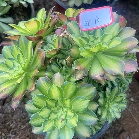 多肉植物韶华58号