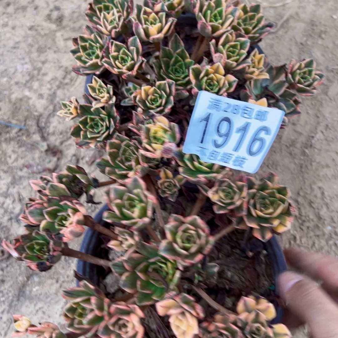 组合多肉植物1916
