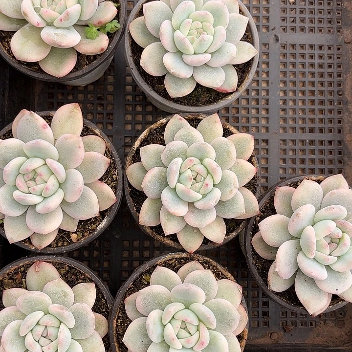 星影锦（拍满18包邮）