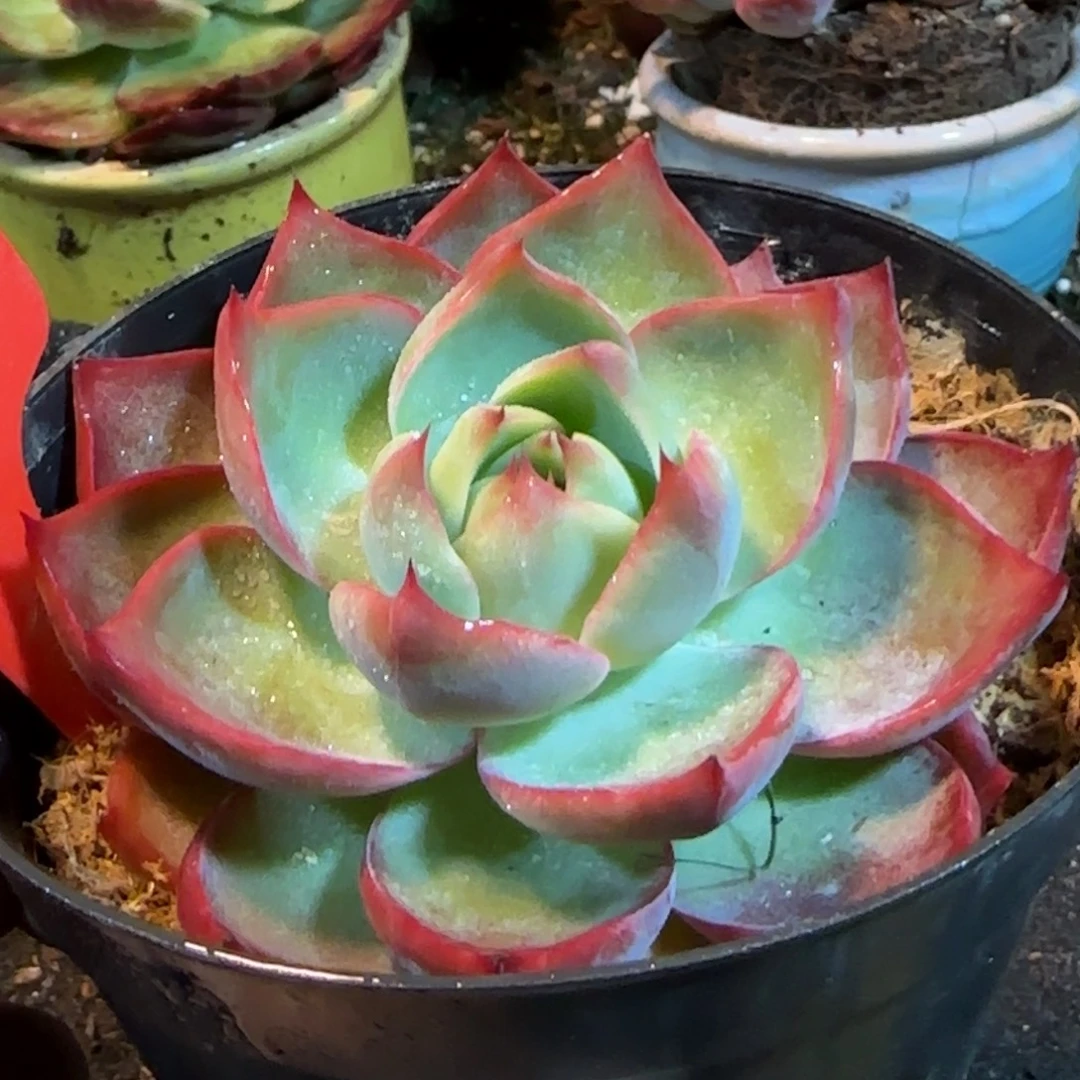 三角勺型惊鸿一物一拍包装收缩花旱188