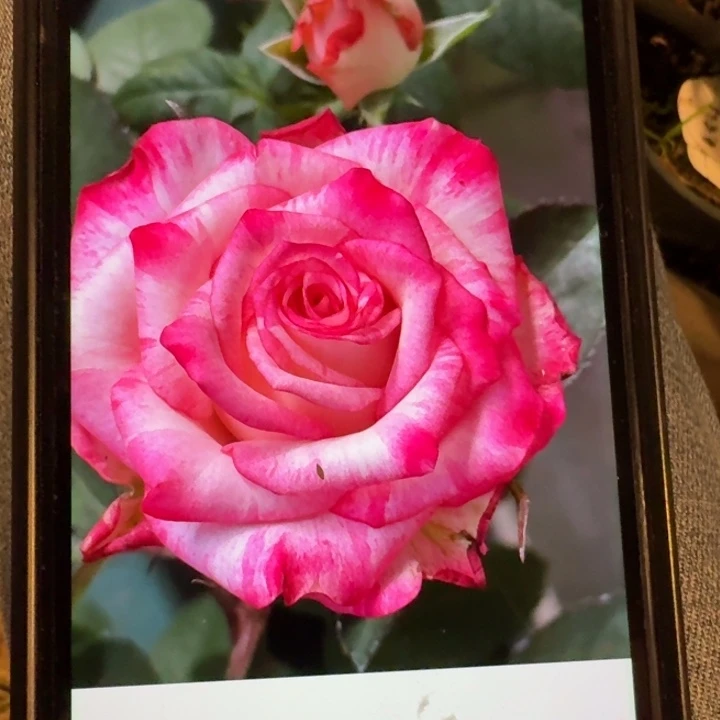 无花朵法国条纹芽变