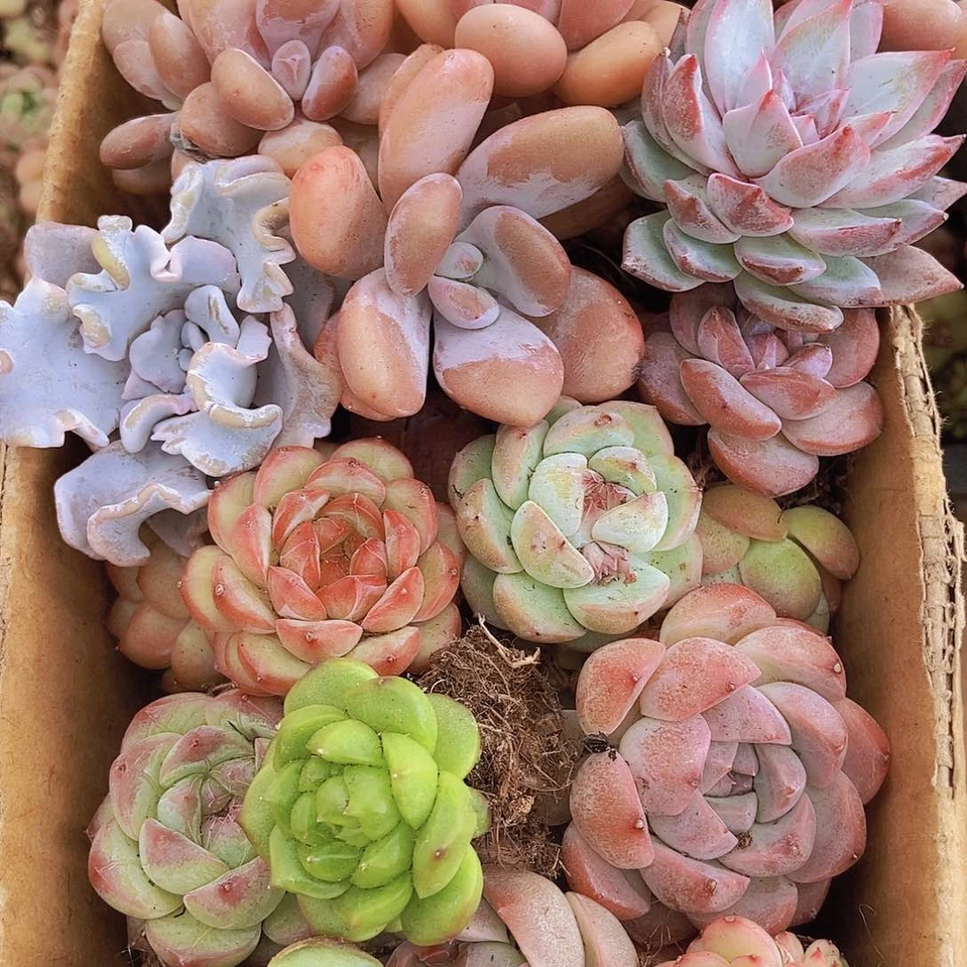 000000000001量拍保底20颗