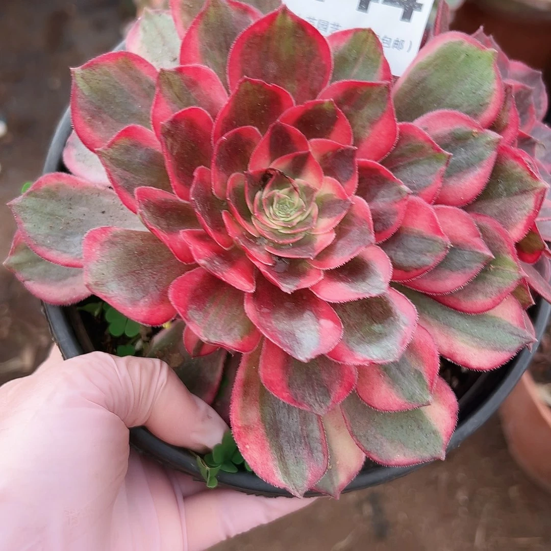 黑魔锦444多肉植物多肉植物