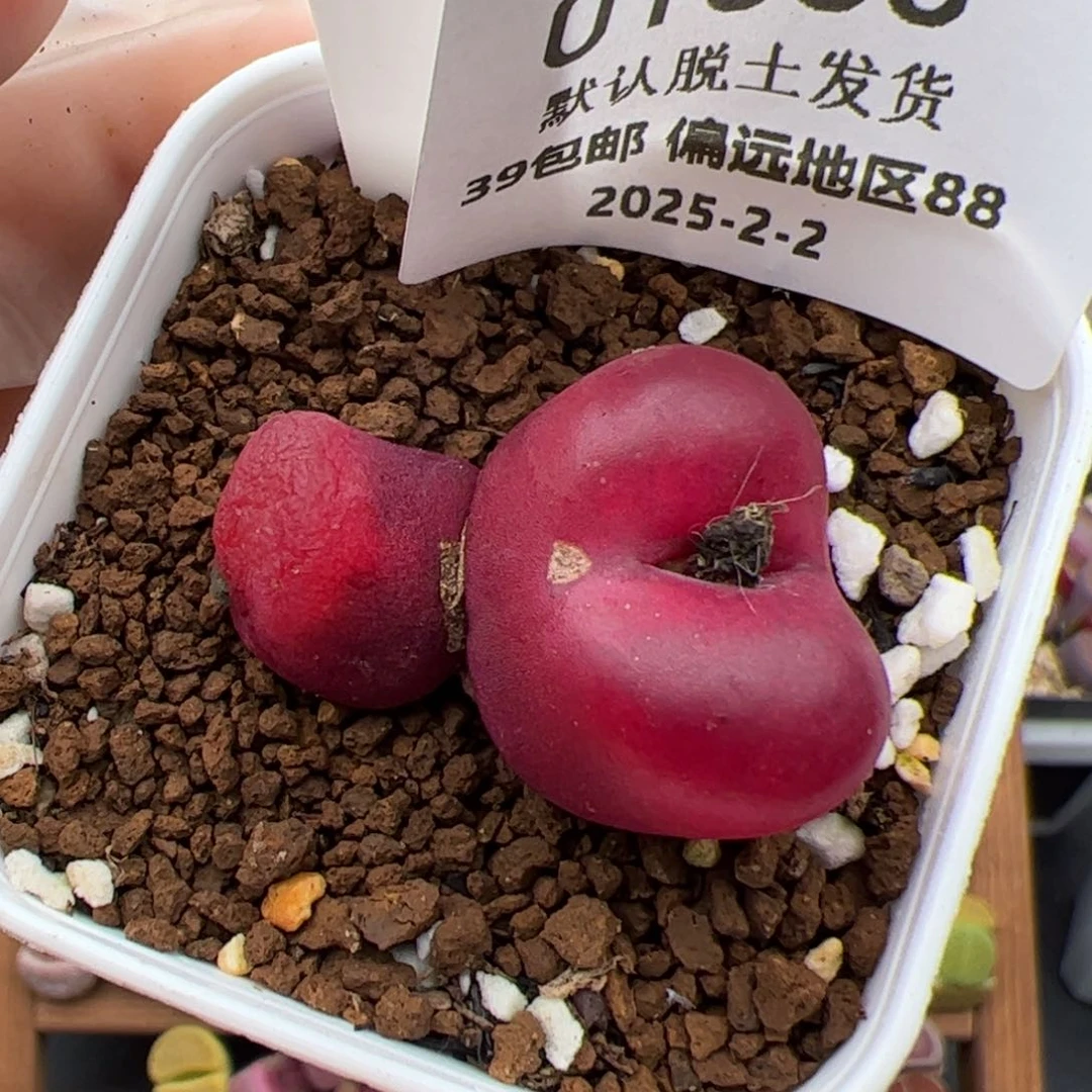 M****r01033号水蜜桃多肉植物