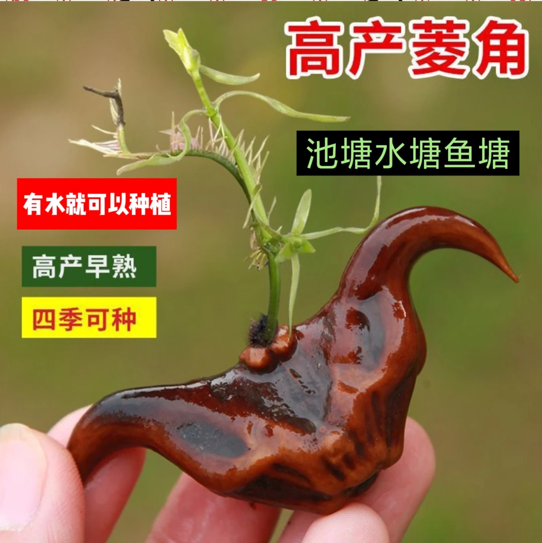 精品大菱角河塘水塘鱼塘水缸适种水生植物河道环境观赏