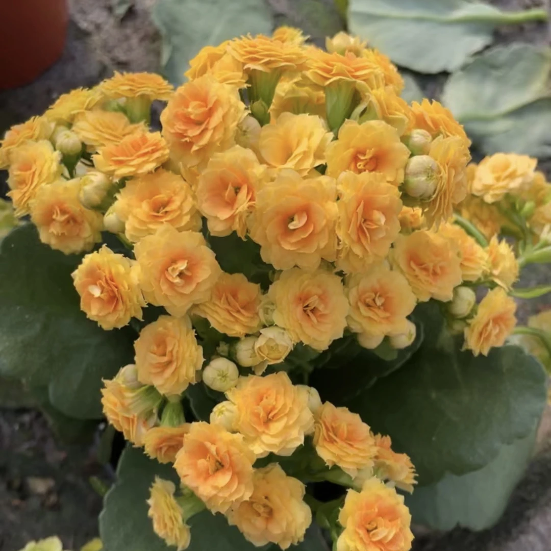 月光:重瓣 花量大 好复花 特别亮眼的颜色 适合养老桩 阳台花卉