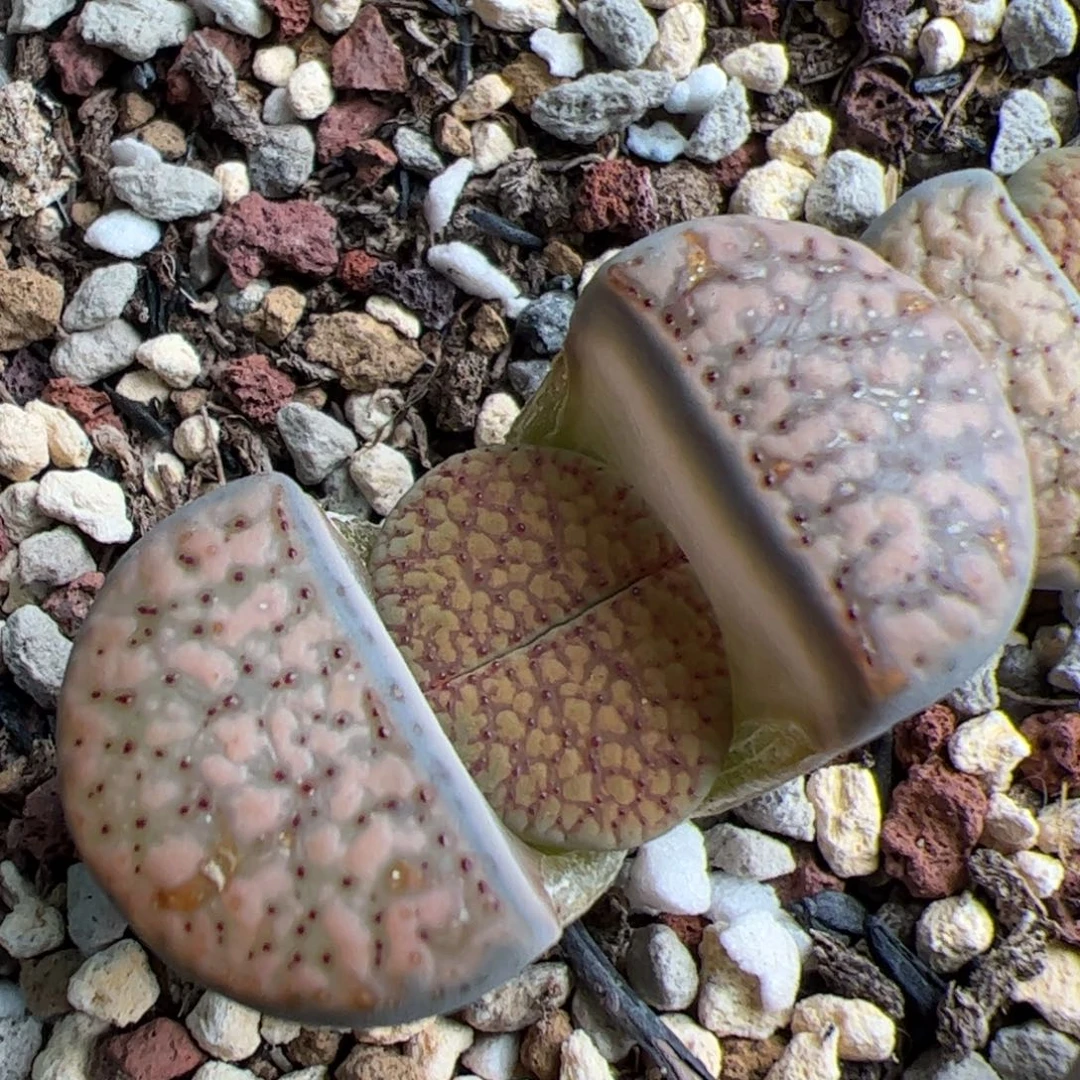 051号朝贡 多肉植物