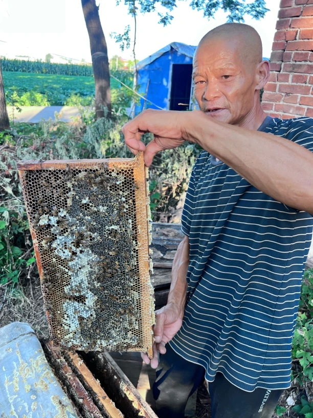 [黑色巢蜜]老巢蜜封盖蜜一斤装数量不多