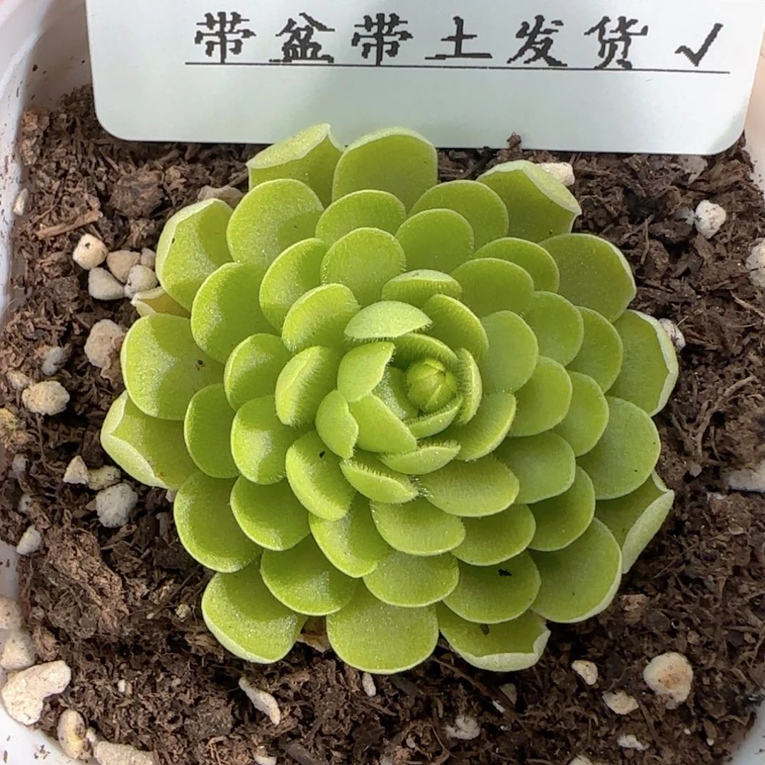 多肉1226-11捕虫堇