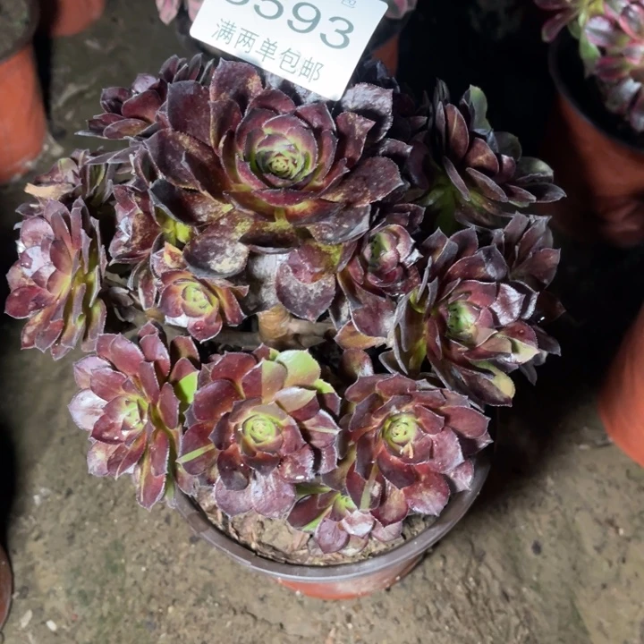 3593黑美人的人多肉的