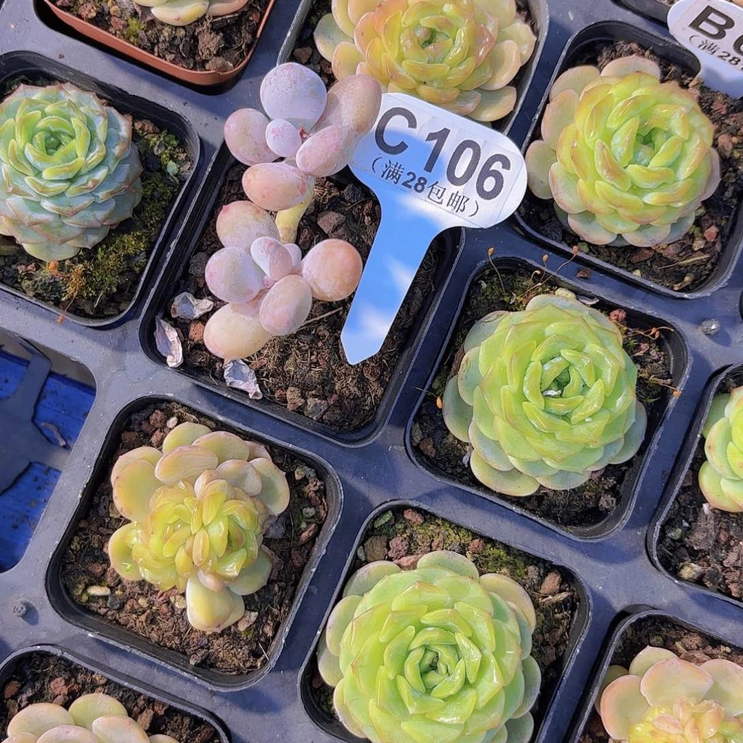 C106珍珠奶一物一拍