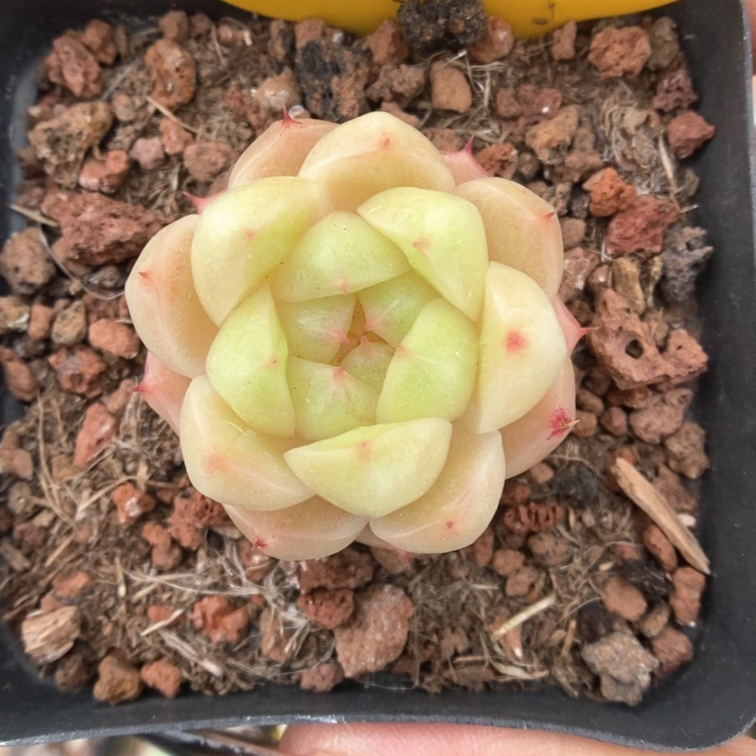 油透麦秆459号。