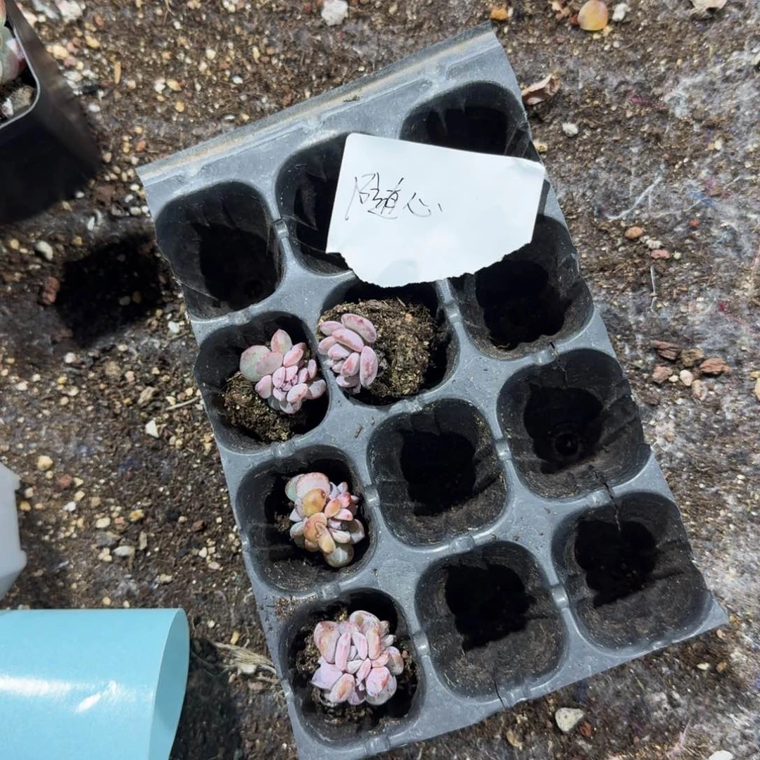随心一物一拍专拍
