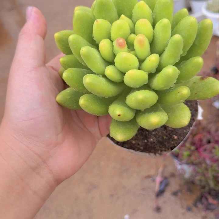 金蝉大单头老桩粗腿