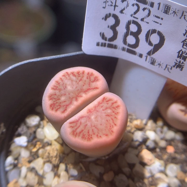 精品生石花222.389锦