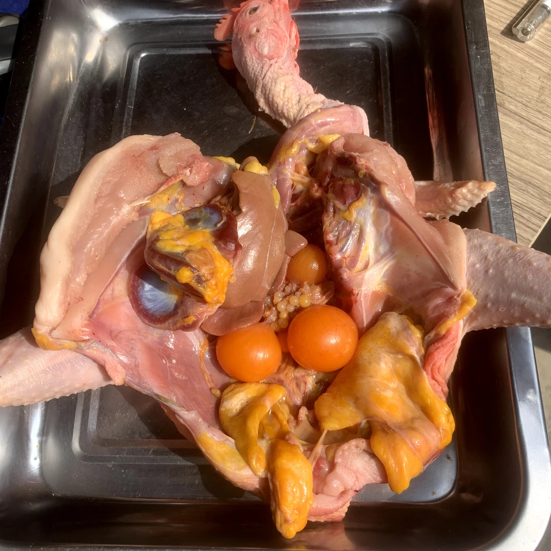 农户土鸡/生态放养/健康营养/顺丰包邮/净重2.30斤左右