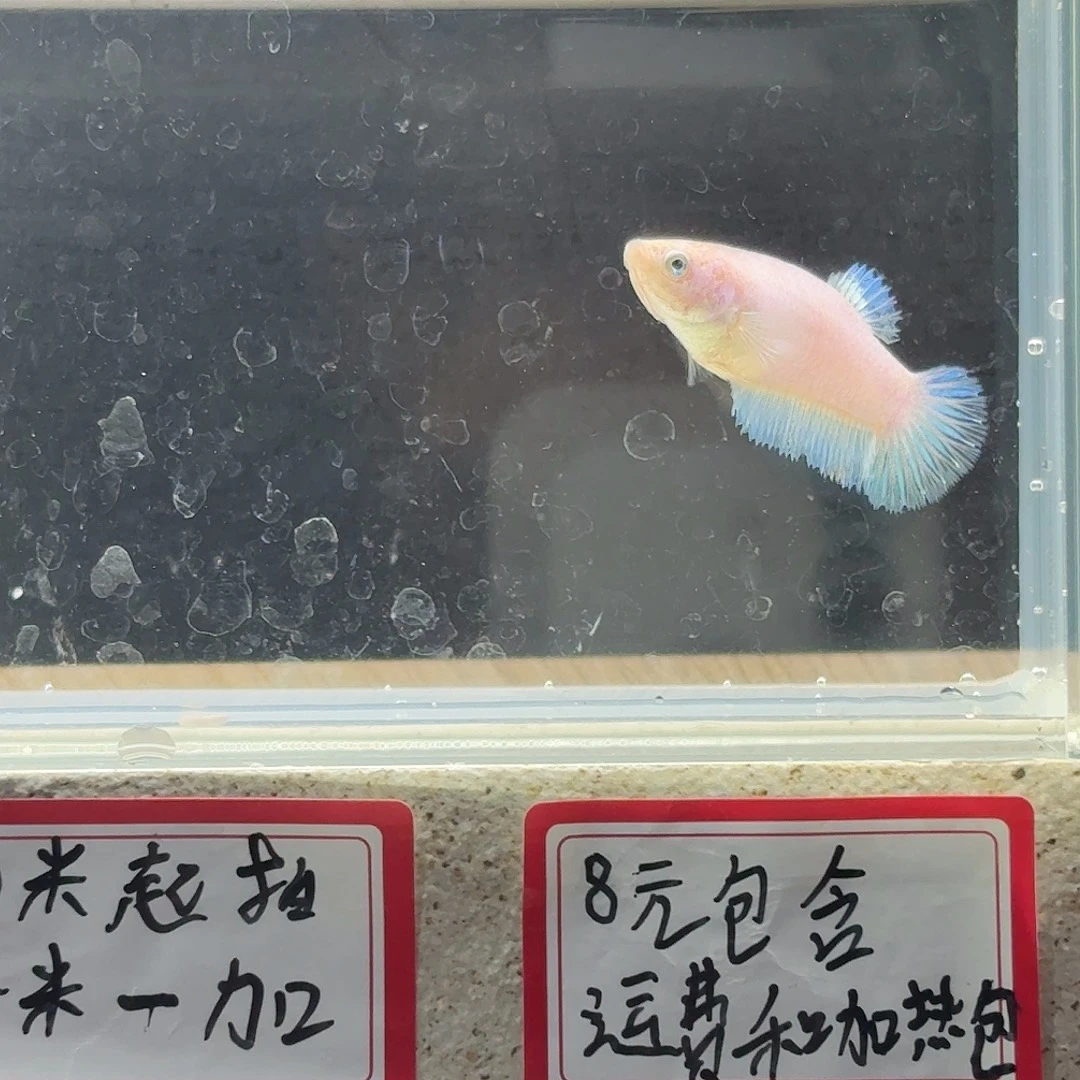 斗鱼泰国斗鱼母鱼可混养