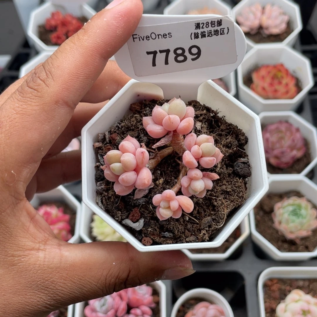 7789粉桃花4.0厘米