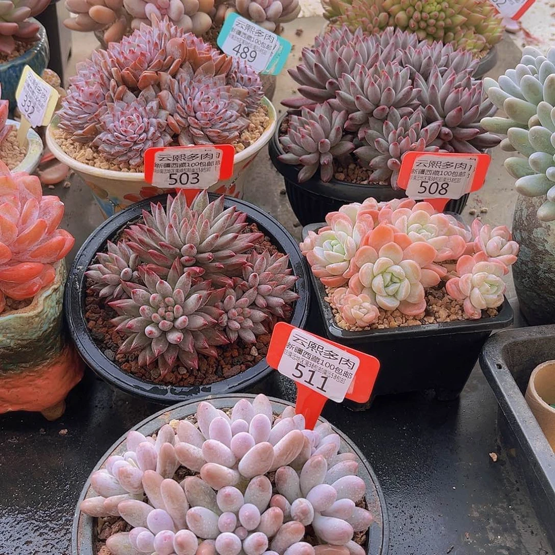 511汤圆多肉植物