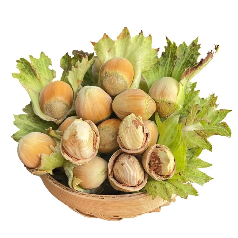 东北特色农家新鲜水仁大榛子带绿皮的新鲜生榛子