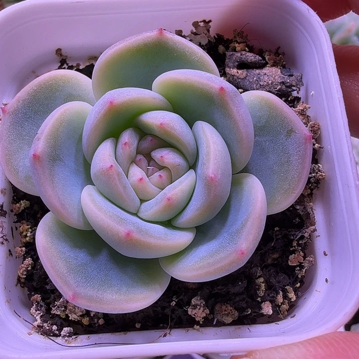 2909帕帕拉恰一物一拍