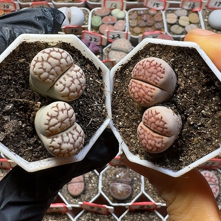 生石花3:：：。    281号