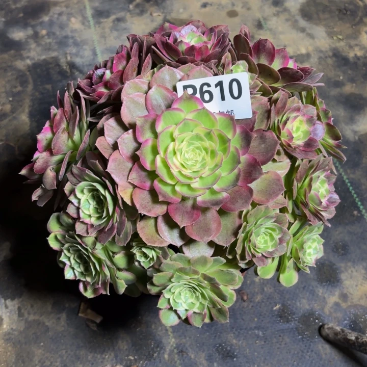 瑞妈，，，。。。610千禧。