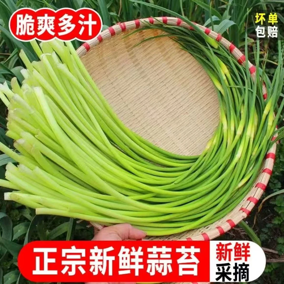 【农家自种】新鲜精品蒜苔现拔现发蒜薹鲜嫩正宗白帽新鲜蒜苔
