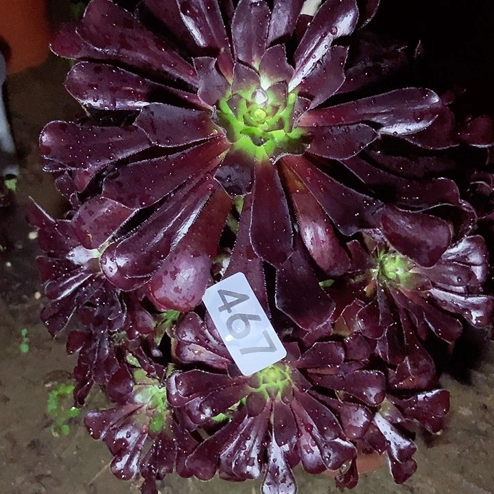 魔法师467多肉不包断裸根