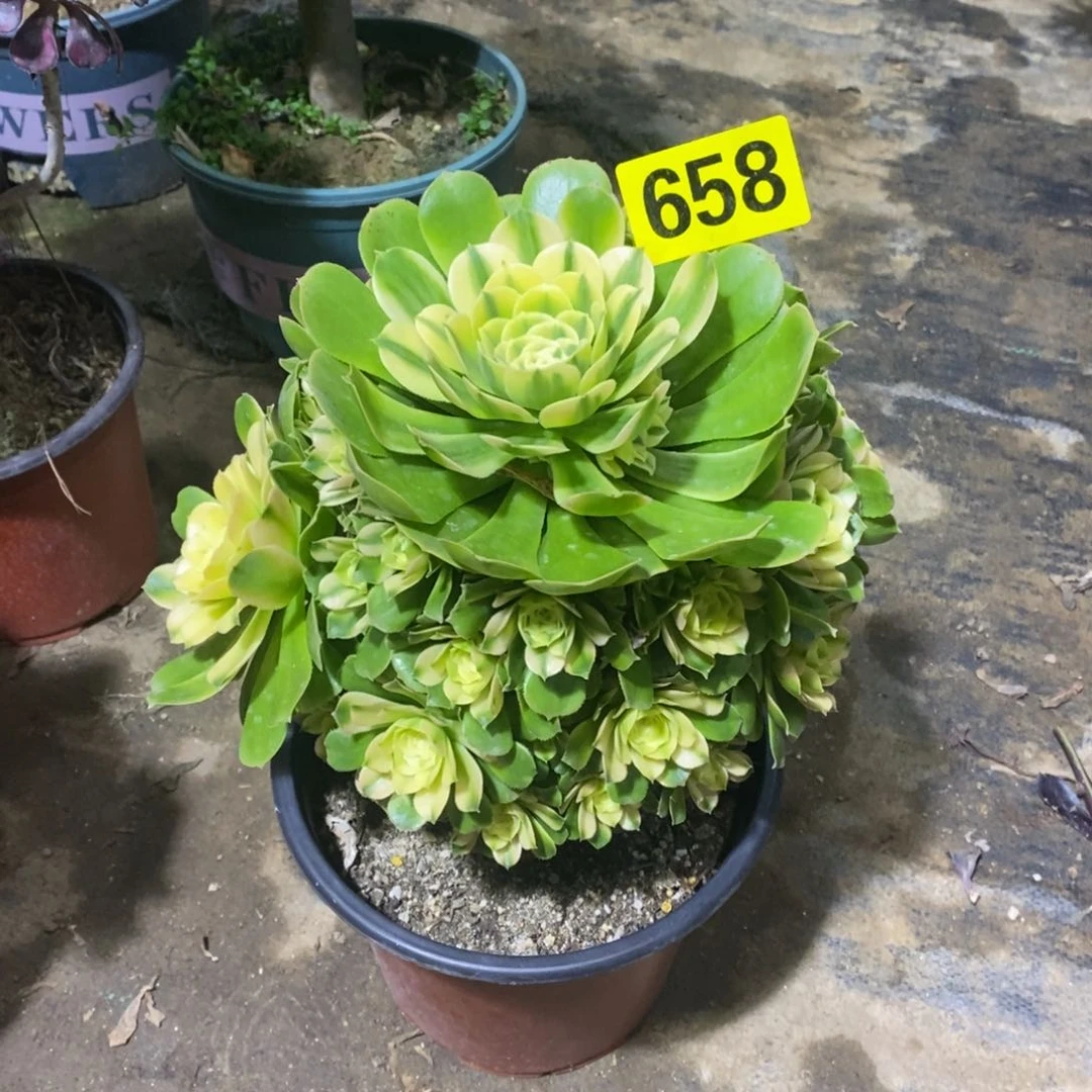 辛尼亚多肉法师658