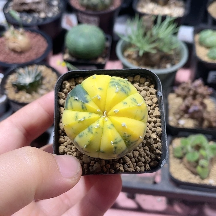 381实生自然兜锦仙人球