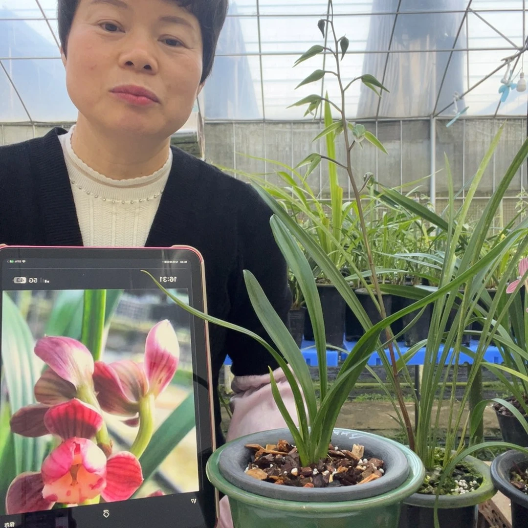 完全开放墨兰胭脂粉荷