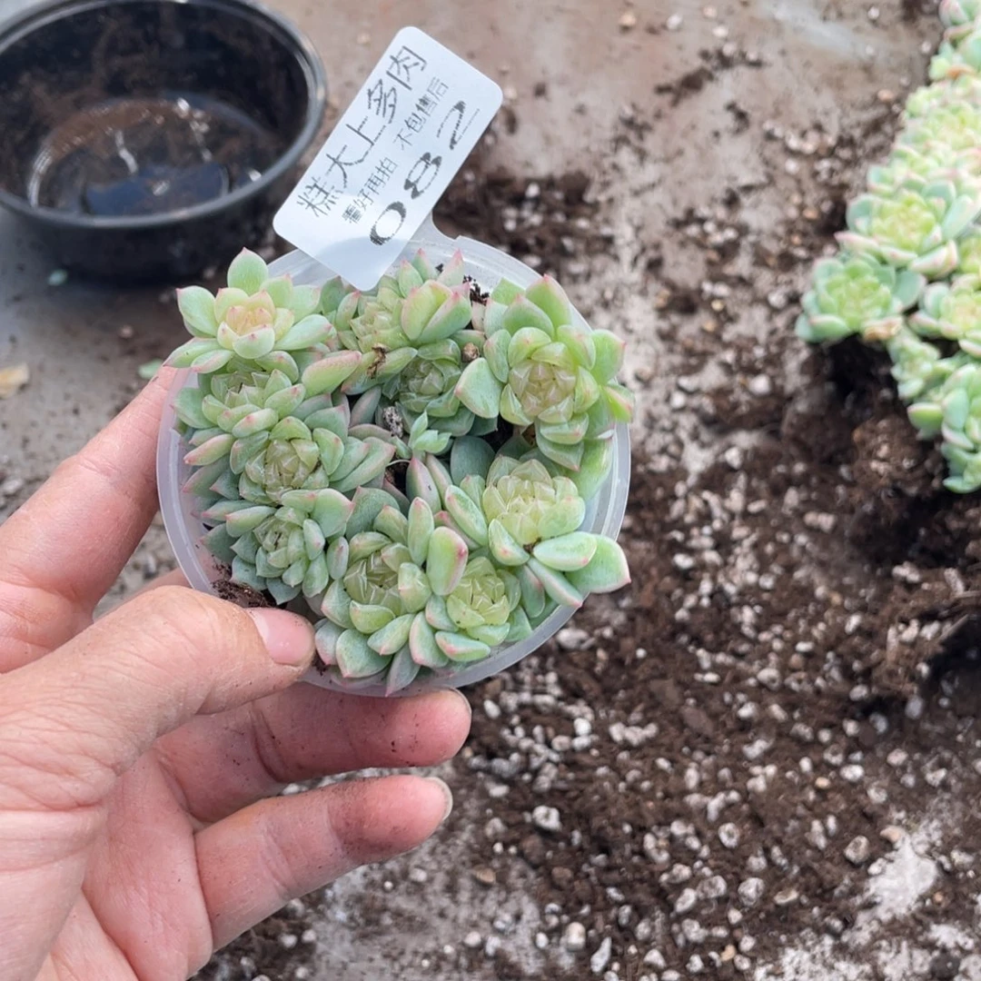 糕大上多肉植物082