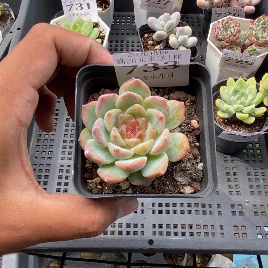糖心一物一拍满20包邮满26送一颗精品多肉
