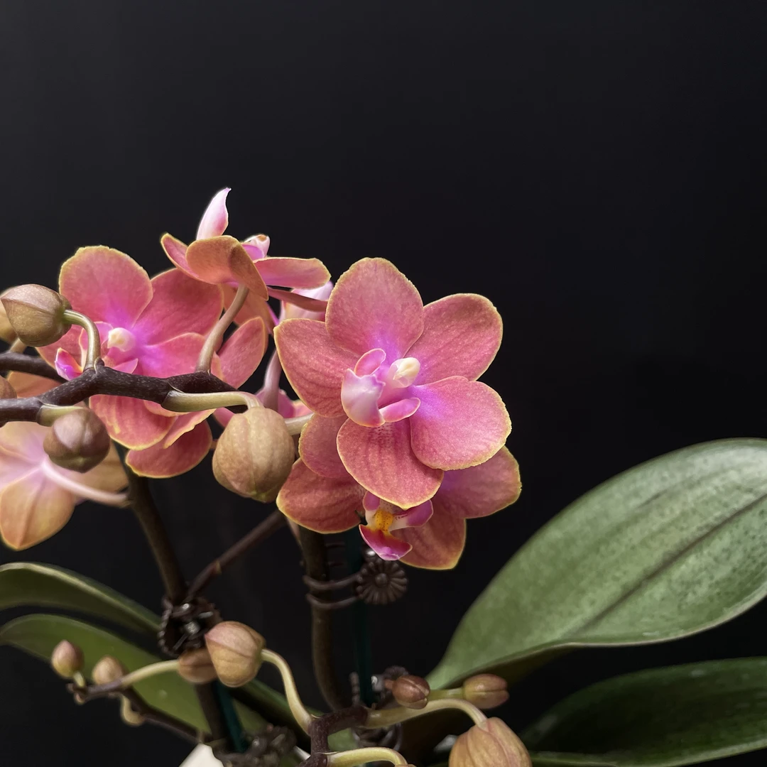 【魔法城堡】3寸双梗蝴蝶兰室内盆栽四季好养活带香味客厅美化装饰