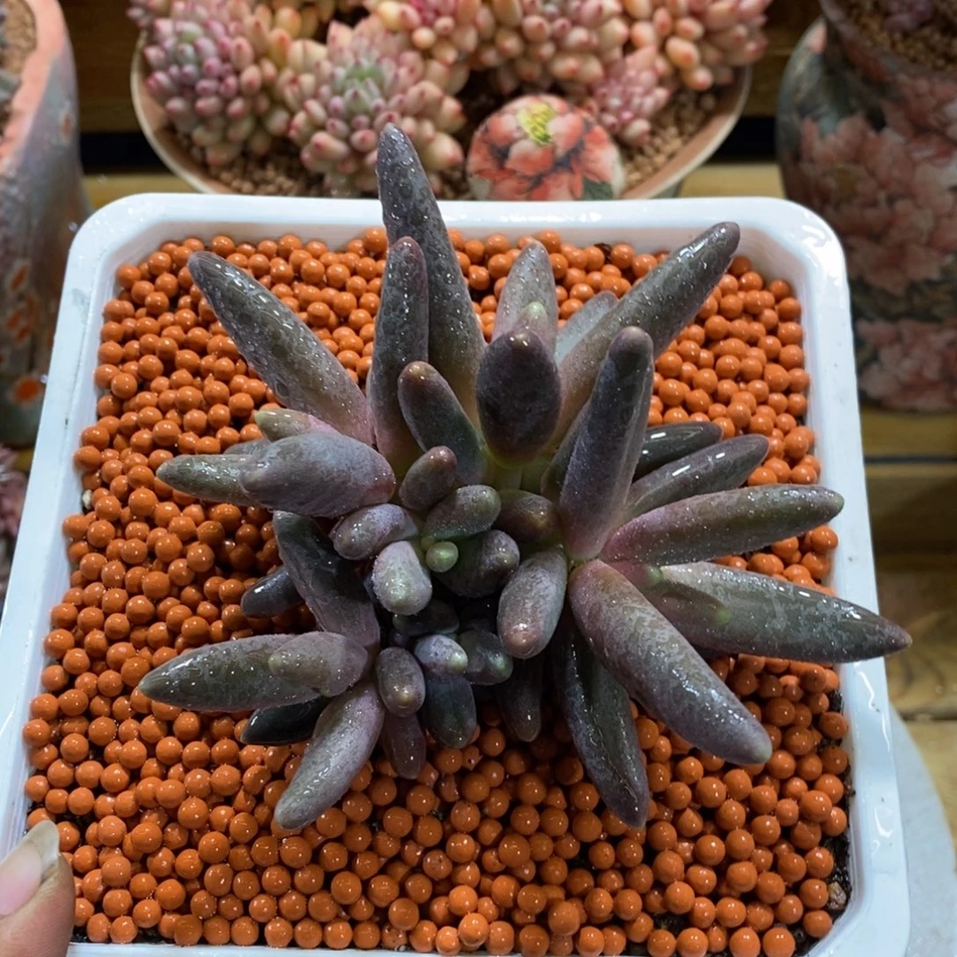 烟花美人多肉植物