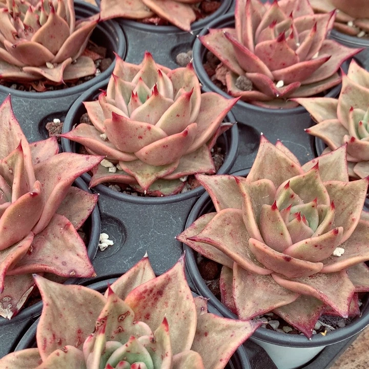 星星锦