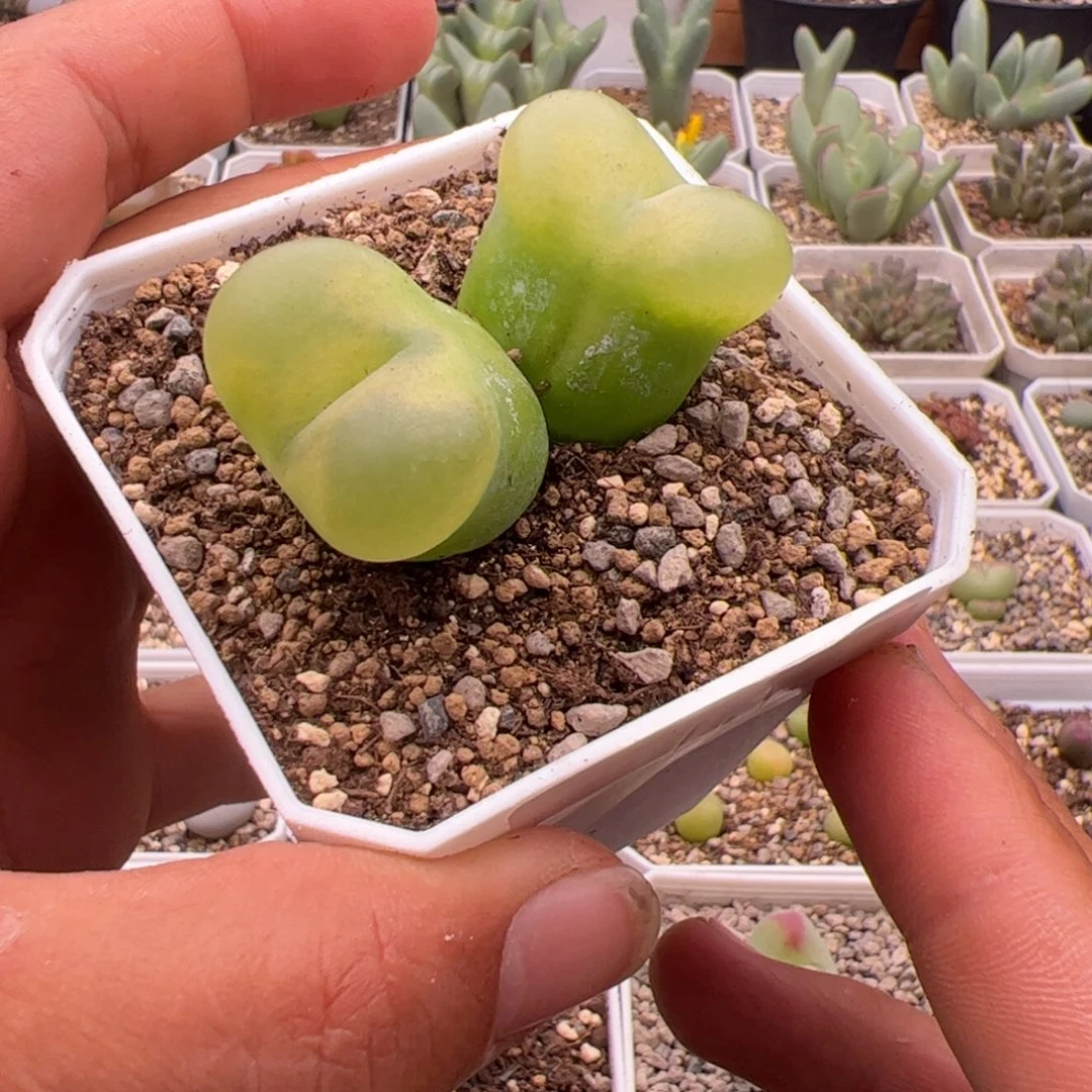 9.18毛多肉植物组合64