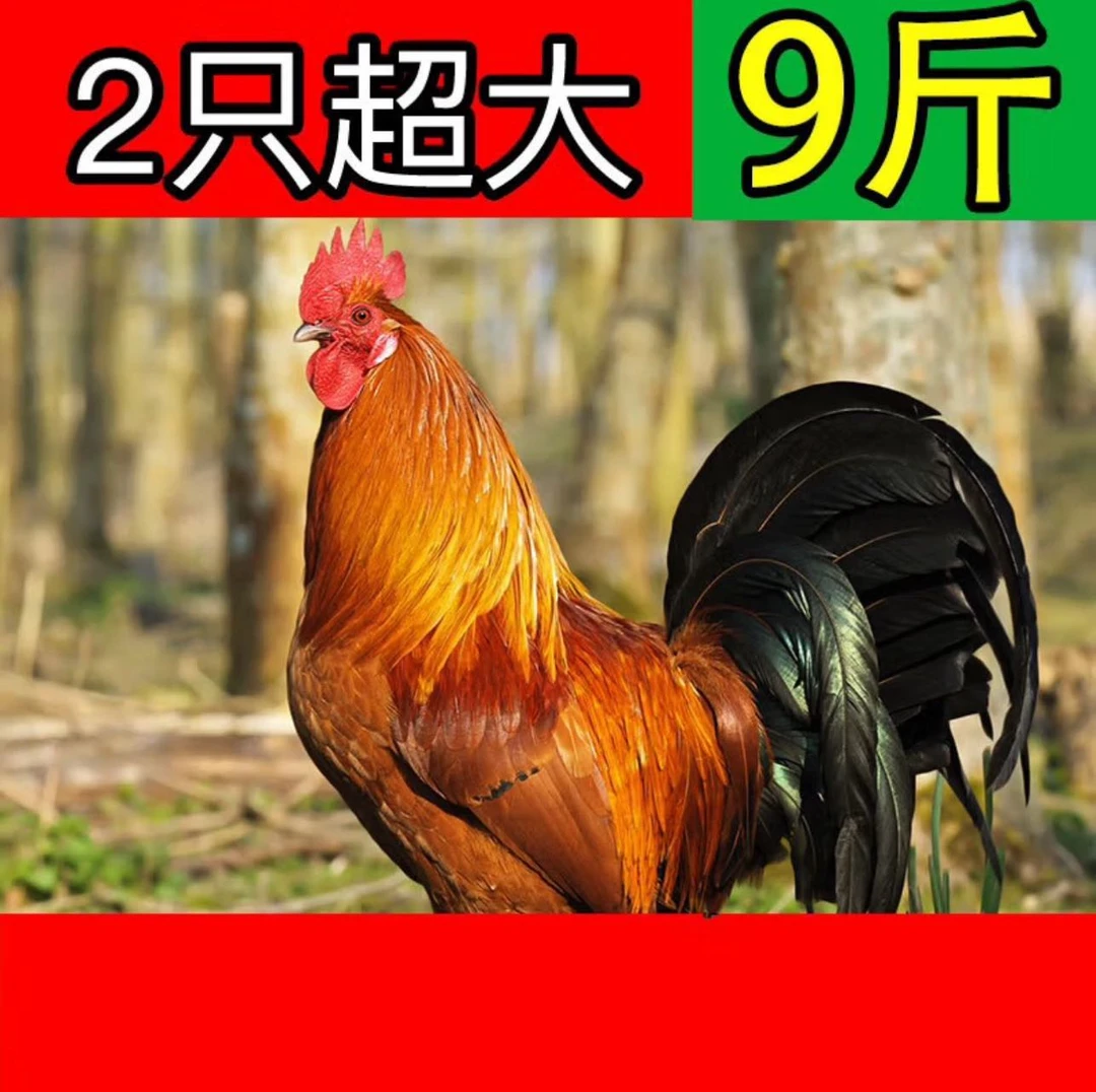 雪山脚下正宗散养农家土鸡一年左右炖汤大盘鸡汤鲜味美-3