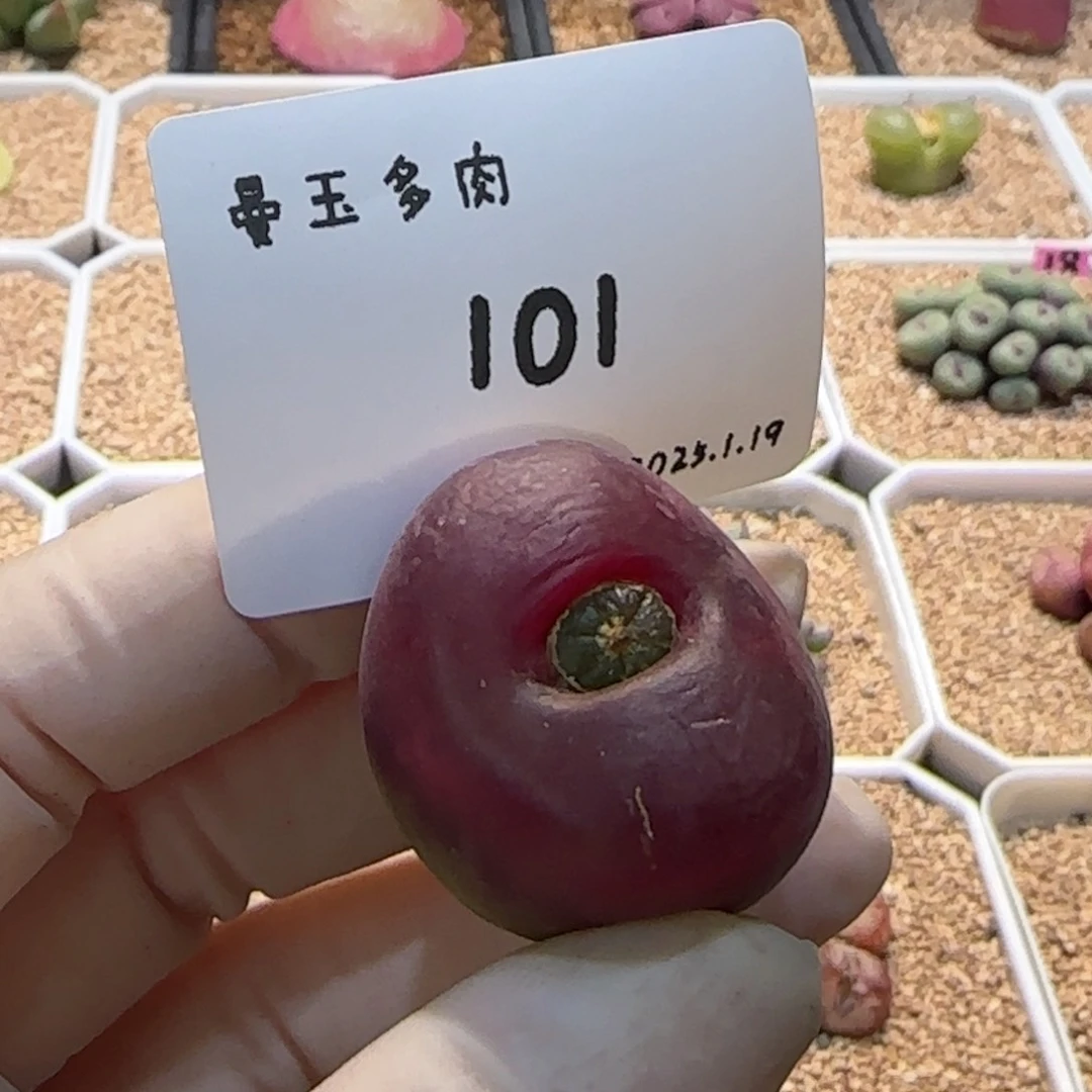 ?***拾多肉多肉多肉1.19-101