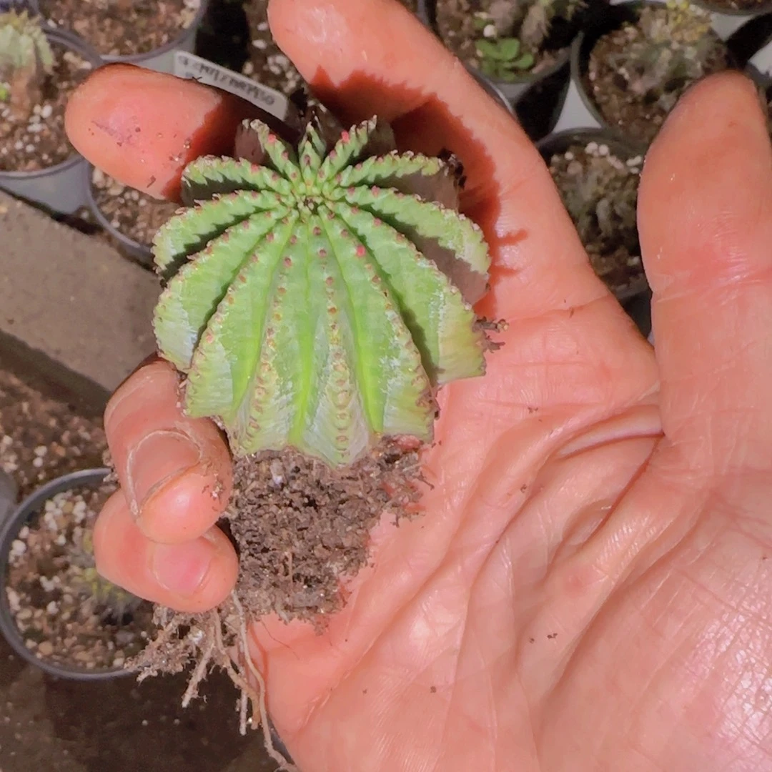 M***n块根植物块根植物