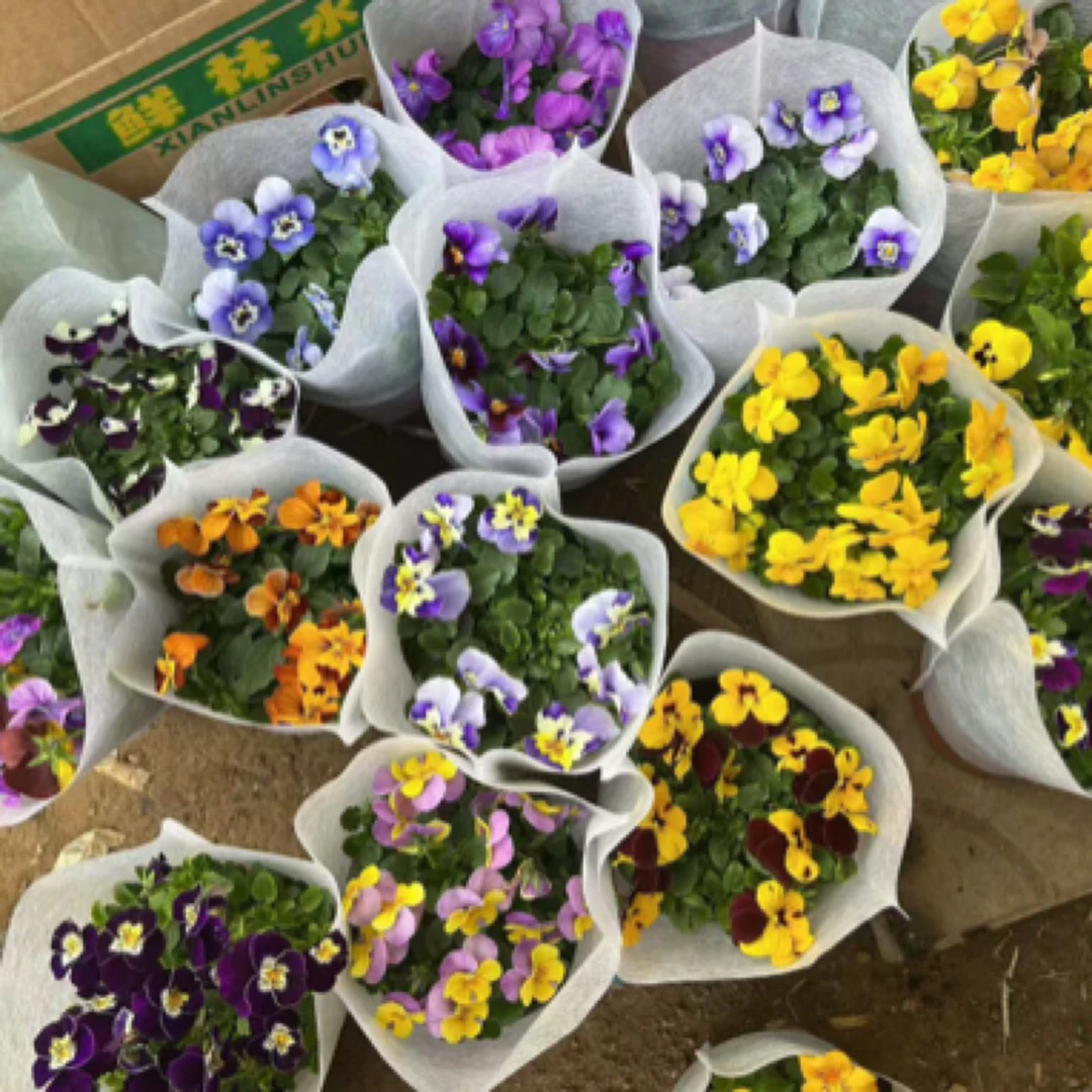 小兔子角堇草花多年生四季常绿草坪耐寒耐旱庭院绿化宿根三色堇