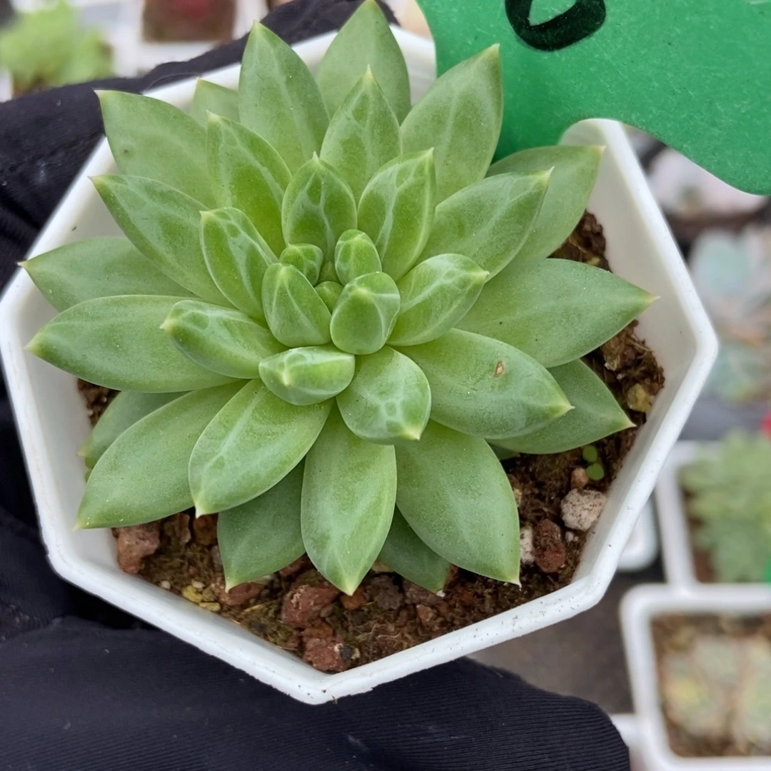 106甲骨文多肉植物