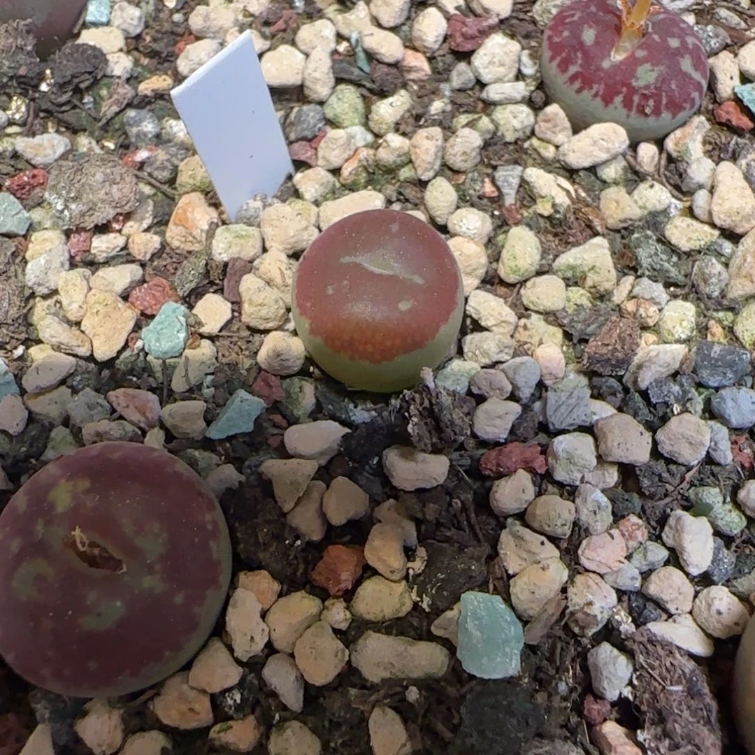 墨杂全黑多肉植物一颗