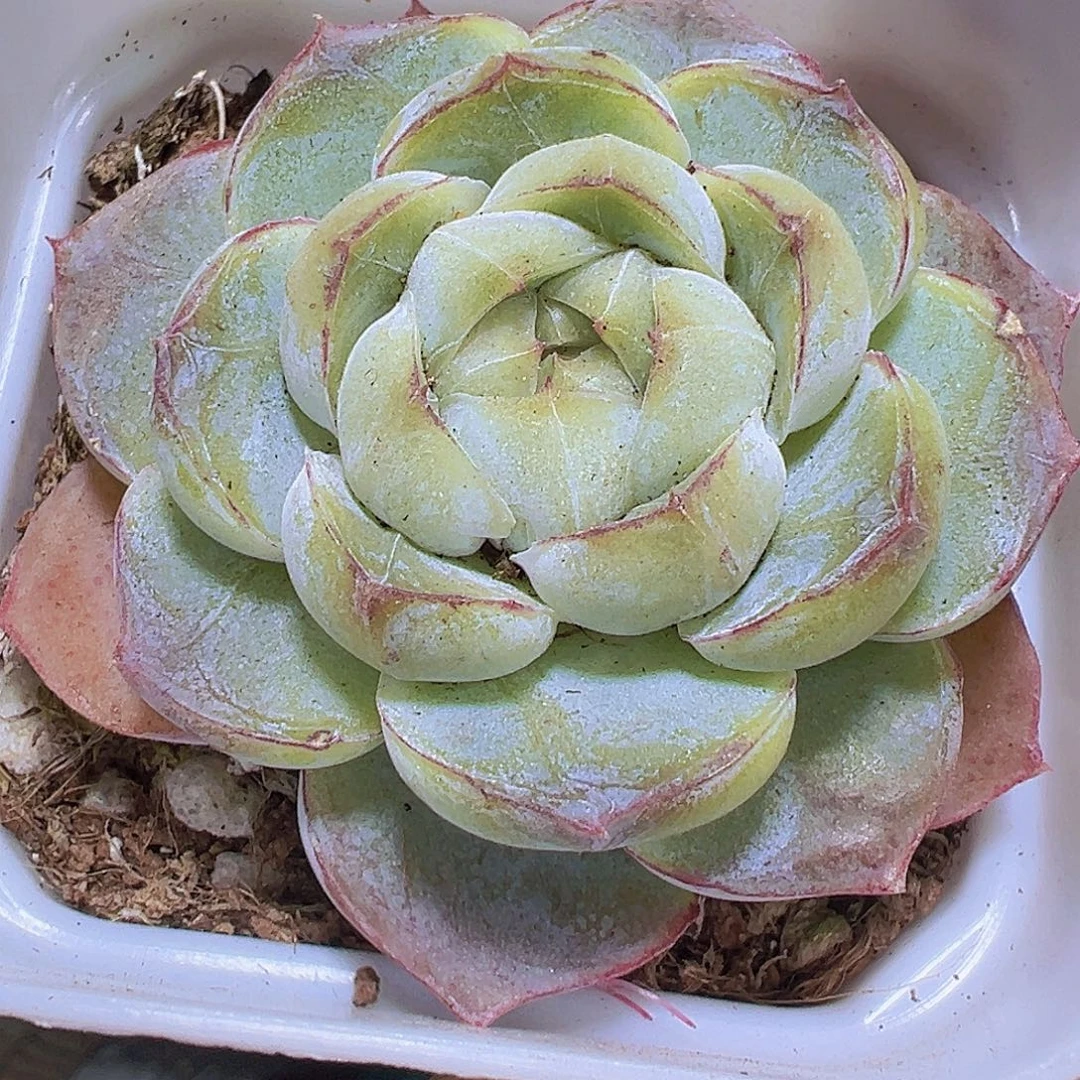 单头胖虎19包邮多肉植物