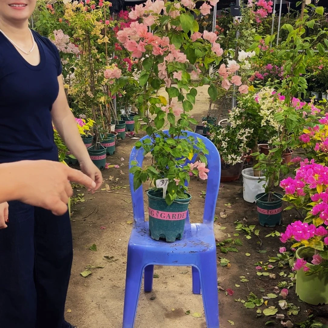 完全开放三角梅三角梅37